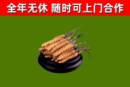 澄迈市烟酒回收冬虫夏草.jpg