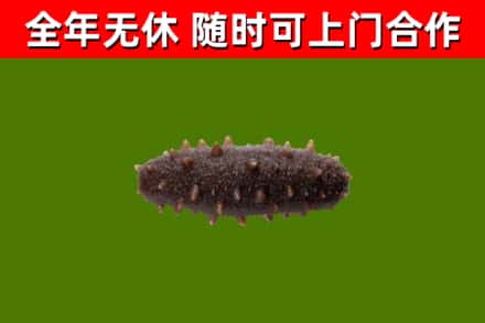 澄迈市烟酒回收干海参.jpg